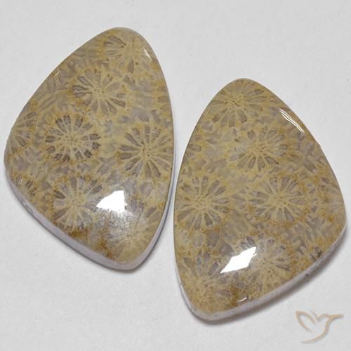 25.49ctw Naturale Multicolore Corallo fossile, Taglio a fantasia, Opaco