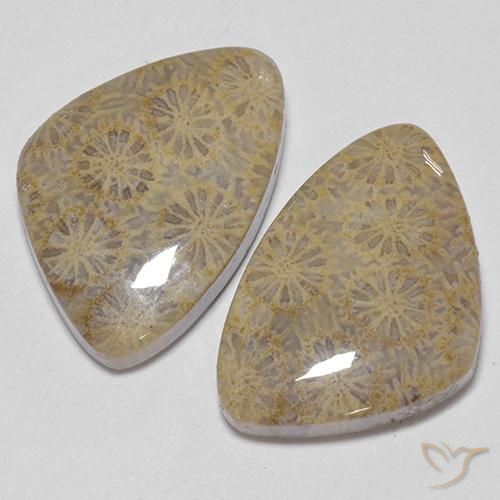 Gemme di Corallo fossile Multicolore naturale da 25.49 ct, Taglio a fantasia, Opaco