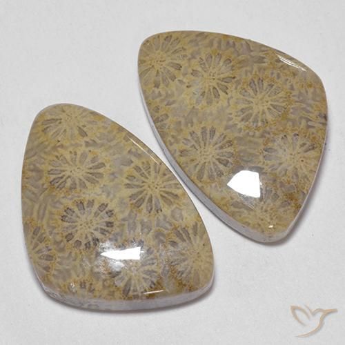 Gemme di Corallo fossile Multicolore naturale da 25.49 ct, Taglio a fantasia, Opaco