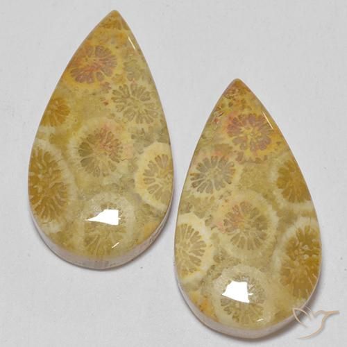 15.93ctw Naturale Multicolore Corallo fossile, Forma a pera, Opaco