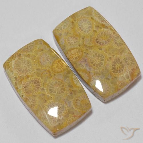 Gemme di Corallo fossile Multicolore naturale da 28.73 ct, Cuscino, Opaco