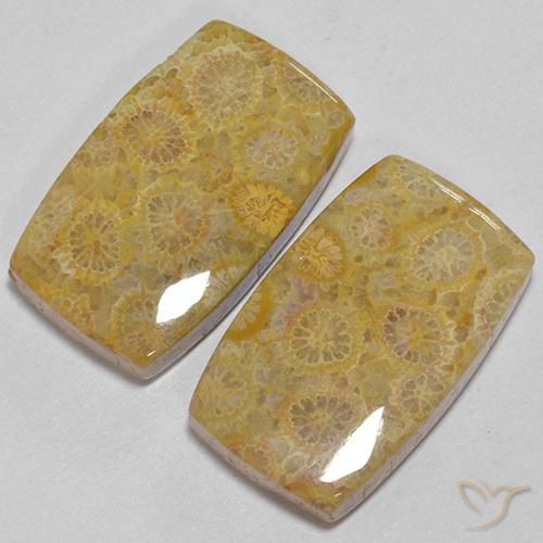 Gemme di Corallo fossile Multicolore naturale da 28.73 ct, Cuscino, Opaco