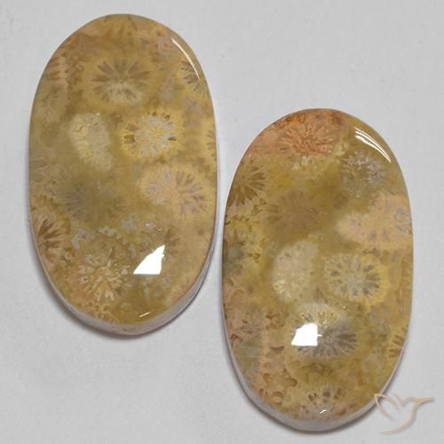 24.74ctw Naturale Multicolore Corallo fossile, Ovale, Opaco