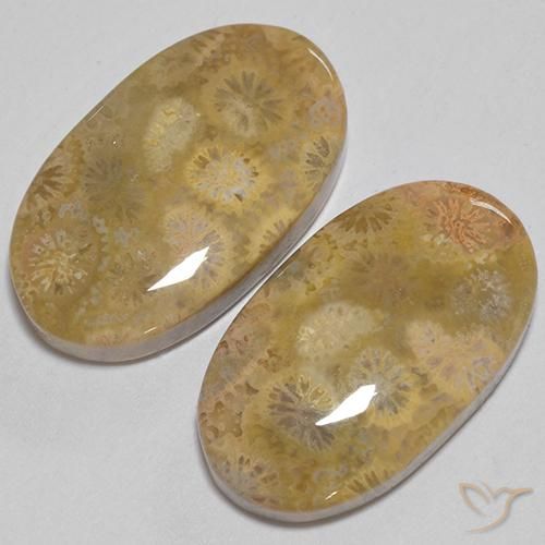 Gemme di Corallo fossile Multicolore naturale da 24.74 ct, Ovale, Opaco