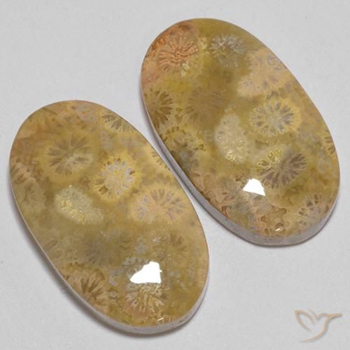 Gemme di Corallo fossile Multicolore naturale da 24.74 ct, Ovale, Opaco