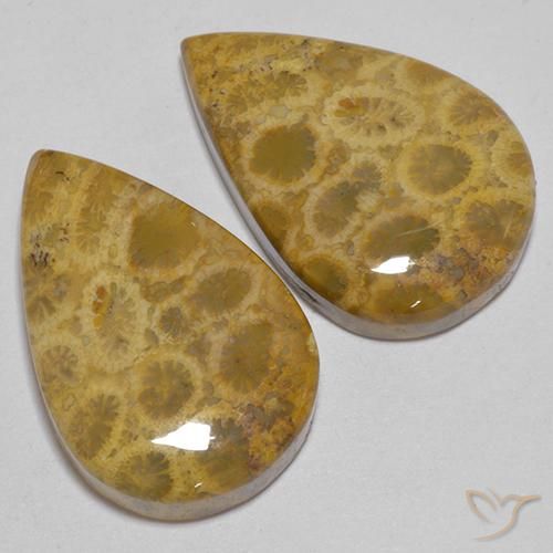 Gemme di Corallo fossile Multicolore naturale da 40.40 ct, Forma a pera, Opaco