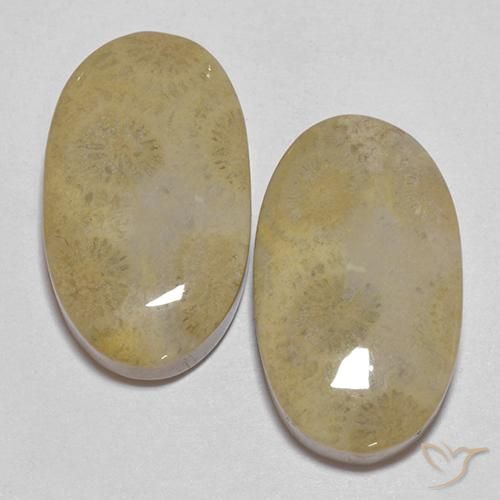 26.68ctw Naturale Multicolore Corallo fossile, Ovale, Opaco