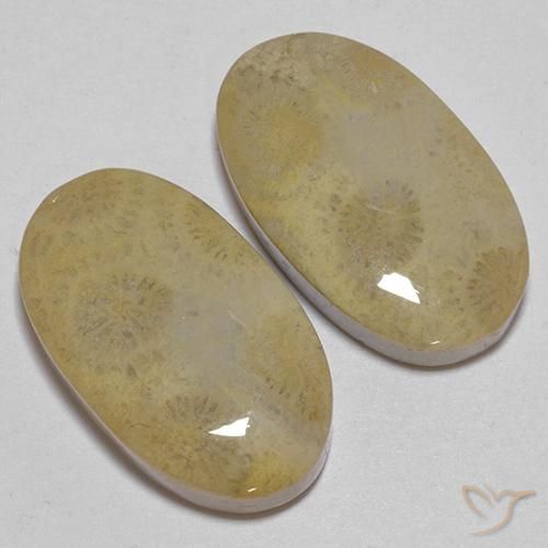Gemme di Corallo fossile Multicolore naturale da 26.68 ct, Ovale, Opaco