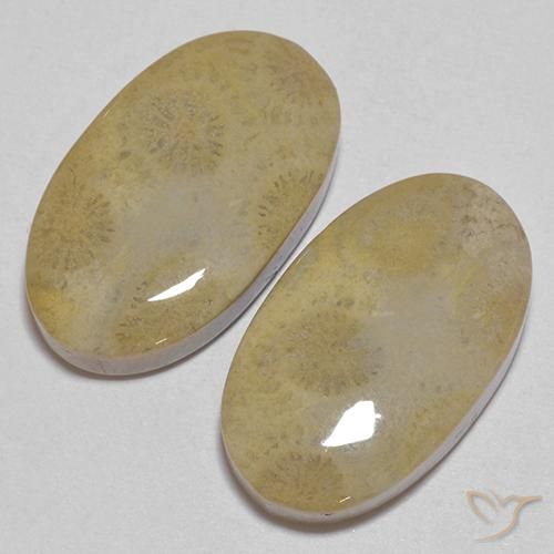 Gemme di Corallo fossile Multicolore naturale da 26.68 ct, Ovale, Opaco