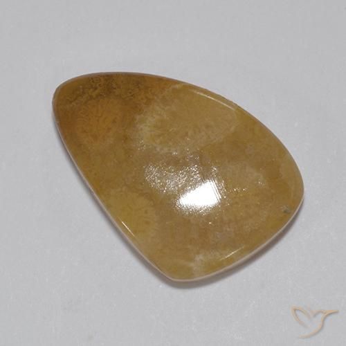 8.15ct Naturale Multicolore Corallo fossile, Taglio a fantasia, Opaco