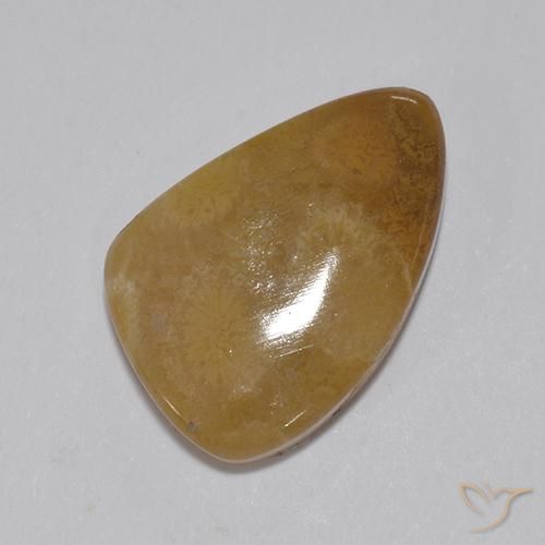 Corallo fossile Multicolore naturale da 8.15 ct, Taglio a fantasia, Opaco