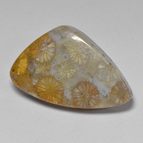 Corallo fossile Multicolore naturale da 11.00 ct, Forma fantasia, Opaco