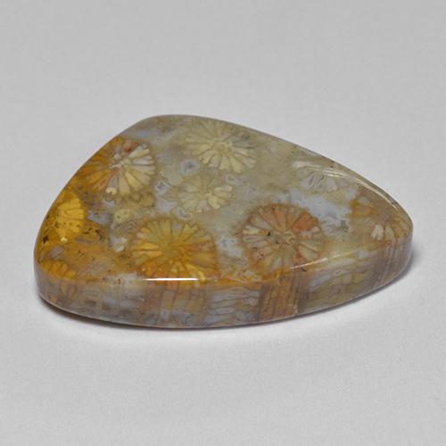 Corallo fossile Multicolore naturale da 11.00 ct, Forma fantasia, Opaco