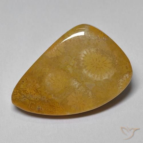 9.42ct Naturale Multicolore Corallo fossile, Taglio a fantasia, Opaco