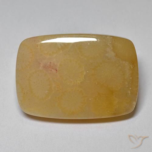 16.47ct Naturale Multicolore Corallo fossile, Cuscino, Opaco