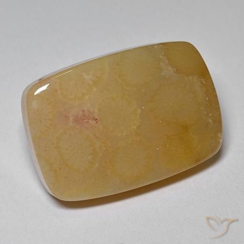 Corallo fossile Multicolore naturale da 16.47 ct, Cuscino, Opaco