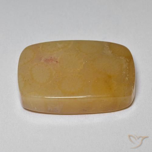 Corallo fossile Multicolore naturale da 16.47 ct, Cuscino, Opaco