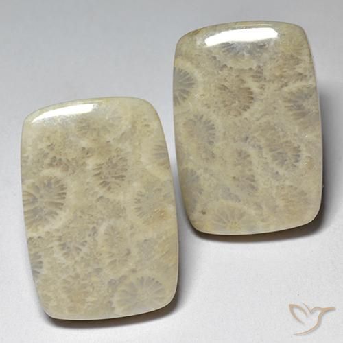 29.07ctw Naturale Multicolore Corallo fossile, Cuscino, Opaco