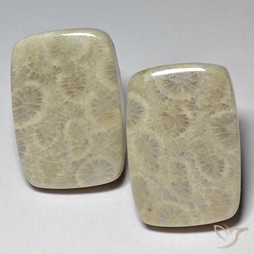Gemme di Corallo fossile Multicolore naturale da 29.07 ct, Cuscino, Opaco