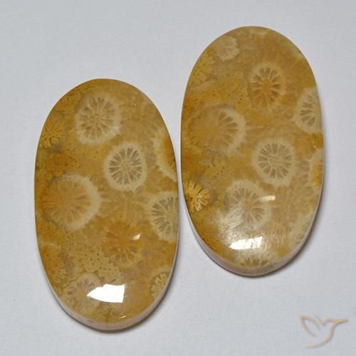 31.80ctw Naturale Multicolore Corallo fossile, Ovale, Opaco