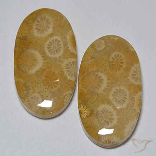 Gemme di Corallo fossile Multicolore naturale da 31.80 ct, Ovale, Opaco