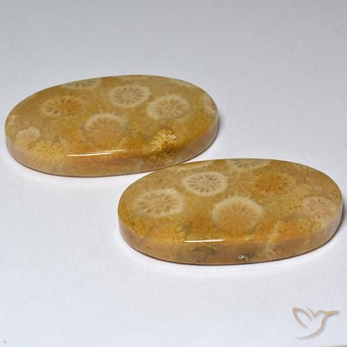 Gemme di Corallo fossile Multicolore naturale da 31.80 ct, Ovale, Opaco