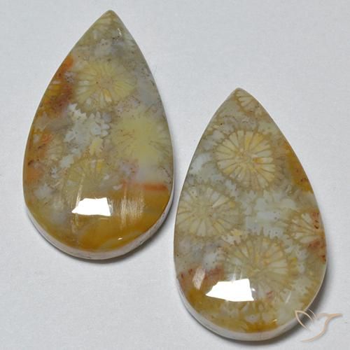 16.21ctw Naturale Multicolore Corallo fossile, Forma a pera, Opaco