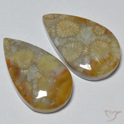 Gemme di Corallo fossile Multicolore naturale da 16.21 ct, Forma a pera, Opaco