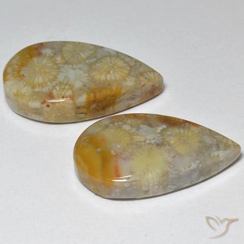 Gemme di Corallo fossile Multicolore naturale da 16.21 ct, Forma a pera, Opaco