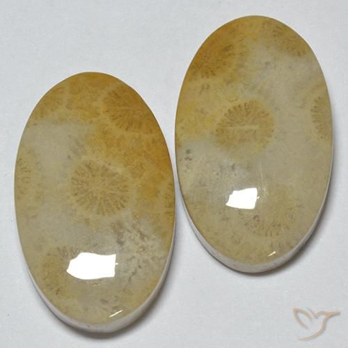 29.14ctw Naturale Multicolore Corallo fossile, Ovale, Opaco