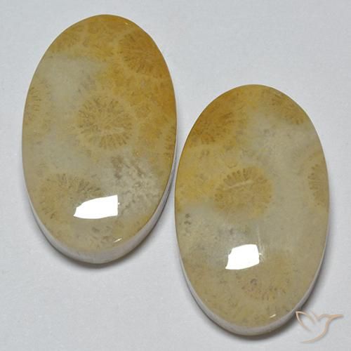Gemme di Corallo fossile Multicolore naturale da 29.14 ct, Ovale, Opaco
