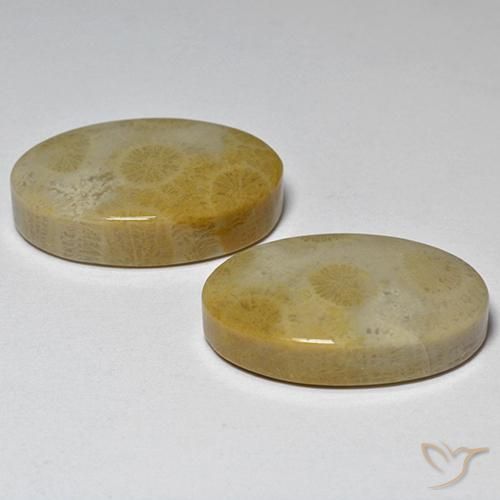 Gemme di Corallo fossile Multicolore naturale da 29.14 ct, Ovale, Opaco