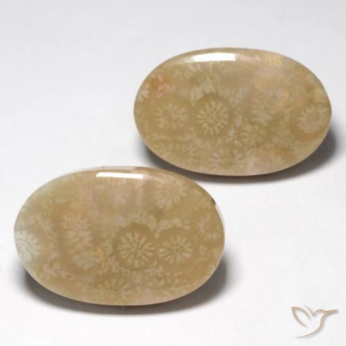 Gemme di Corallo fossile Multicolore naturale da 28.25 ct, Ovale, Opaco