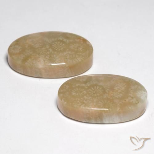 Gemme di Corallo fossile Multicolore naturale da 28.25 ct, Ovale, Opaco