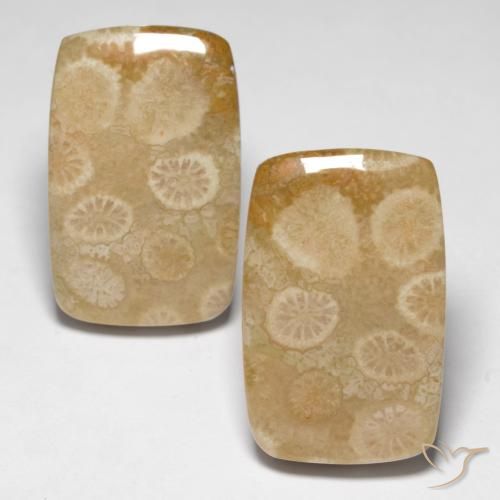 29.92ctw Naturale Multicolore Corallo fossile, Cuscino, Opaco