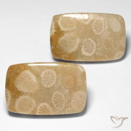 Gemme di Corallo fossile Multicolore naturale da 29.92 ct, Cuscino, Opaco