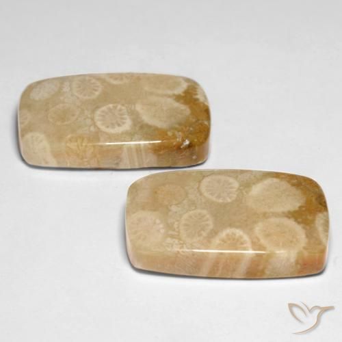 Gemme di Corallo fossile Multicolore naturale da 29.92 ct, Cuscino, Opaco