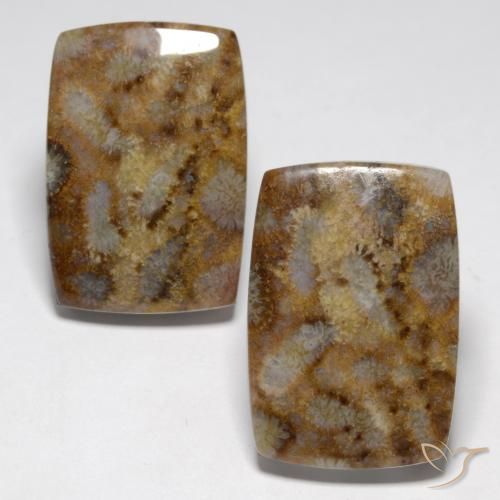 Gemme di Corallo fossile Multicolore naturale da 27.29 ct, Cuscino, Opaco