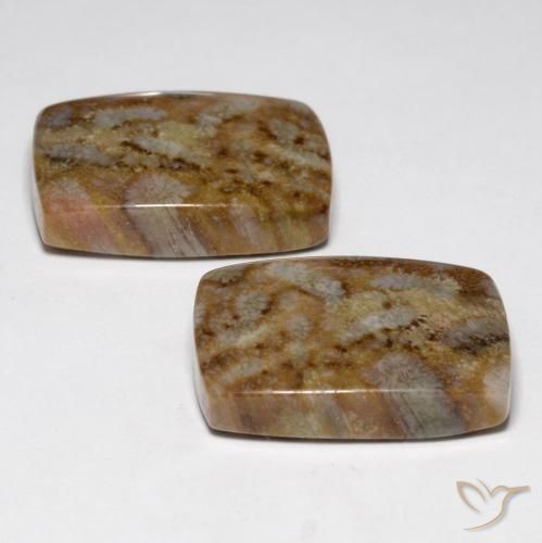 Gemme di Corallo fossile Multicolore naturale da 27.29 ct, Cuscino, Opaco