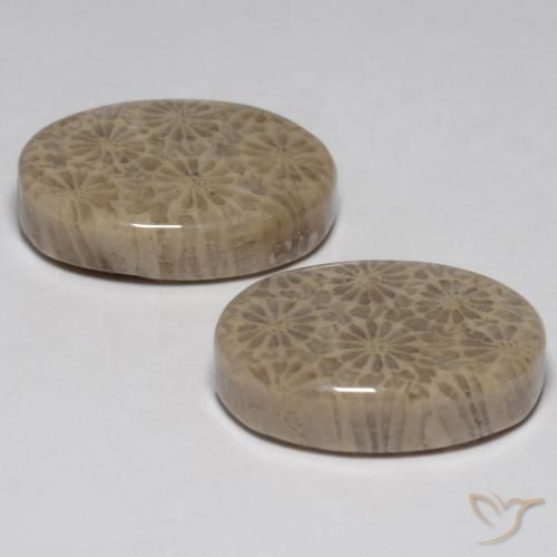 Gemme di Corallo fossile Multicolore naturale da 23.02 ct, Ovale, Opaco