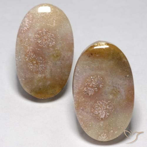 23.48ctw Naturale Multicolore Corallo fossile, Ovale, Opaco