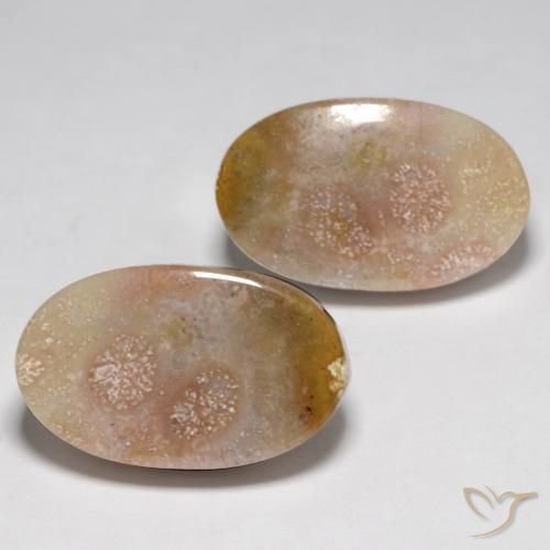 Gemme di Corallo fossile Multicolore naturale da 23.48 ct, Ovale, Opaco