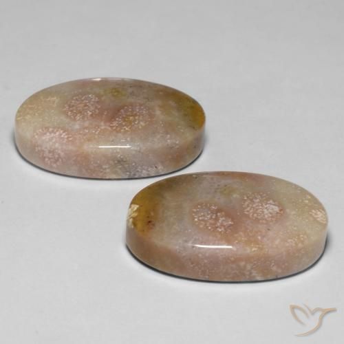 Gemme di Corallo fossile Multicolore naturale da 23.48 ct, Ovale, Opaco