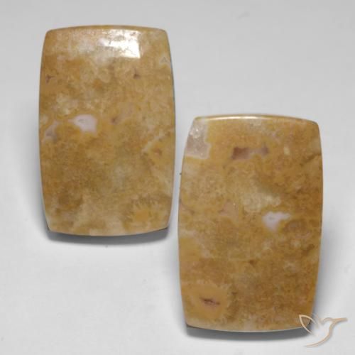 29.09ctw Naturale Multicolore Corallo fossile, Cuscino, Opaco