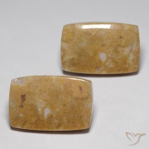 Gemme di Corallo fossile Multicolore naturale da 29.09 ct, Cuscino, Opaco