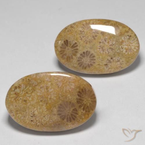 23.14ctw Naturale Multicolore Corallo fossile, Ovale, Opaco