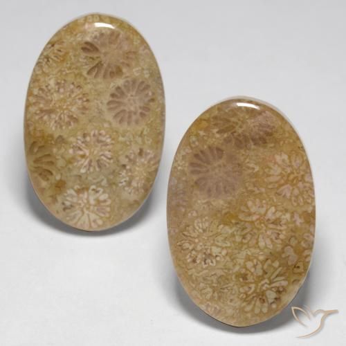 Gemme di Corallo fossile Multicolore naturale da 23.14 ct, Ovale, Opaco