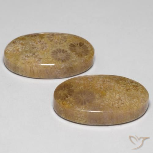 Gemme di Corallo fossile Multicolore naturale da 23.14 ct, Ovale, Opaco