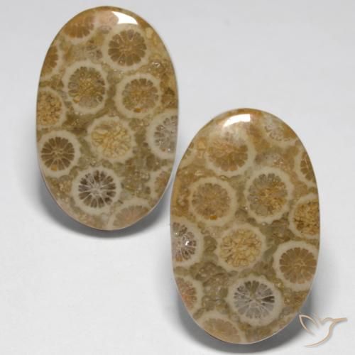 23.45ctw Naturale Multicolore Corallo fossile, Ovale, Opaco