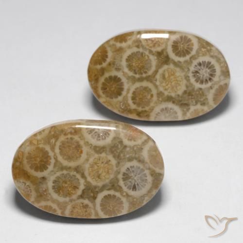 Gemme di Corallo fossile Multicolore naturale da 23.45 ct, Ovale, Opaco